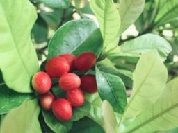 ‘신맛을 단맛으로 느껴’ 日 미라클베리 사용한 캔디 등장