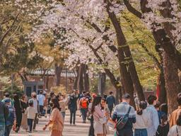 3월 <strong>국내</strong>여행 :: 어김없이 돌아온 분홍빛 계절, 2023 서울 벚꽃 명소 TOP 4