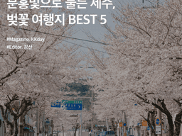 <strong>제주</strong> 벚꽃 <strong>명소</strong> :: 분홍빛으로 물든 <strong>제주</strong>, 벚꽃 여행지 BEST 5