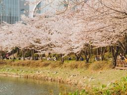 봄나들이갈만한곳 :: 4월에 가야 할 서울 벚꽃 명소 (석촌<strong>호수</strong> / 양재천 / 성내천)