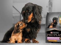 네슬레 퓨리나, 어린 강아지 위한 ‘프로플랜 퍼포먼스 스타터’ 출시