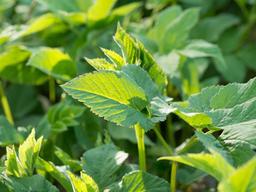 <strong>나물</strong>인 줄 알고 먹었는데 독초?