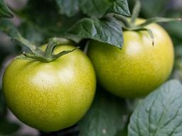 “초록<strong>토마토</strong>나 검은 반점 고구마 안돼요!”