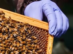 도시의 ‘꿀벌 집사들’…“꿀벌님들 편안해야 <strong>지구</strong>도 편안” [ESC]