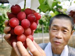 멜론 2개에 3200만원?