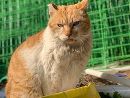 동네<strong>고양이</strong>를 괴롭히는 <strong>구내염</strong>, 사람 음식 줘서 생기는 건가요