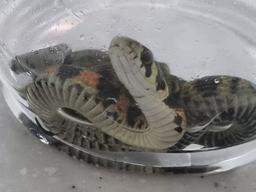 "뱀 주워 왔는데 어떤가요?"...<strong>커뮤니티</strong>에 올린 뱀 사진에 네티즌들이 경악한 이유