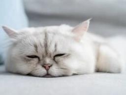 무지개 다리를 건널 때가 된 거야? <strong>고양이</strong> 죽기 전 증상 및 행동 (+경련)