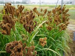 탈모 예방에 좋다던데…기능성 ‘밀렛’ 신품종 뭐길래?