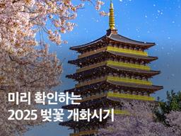 2025 벚꽃 개화시기 :: 만개시기 + 지역별 명당 총정리