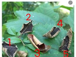 여기서 나방 찾으면 <strong>100</strong>만원 .. 와 3번인줄