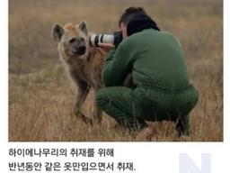 <strong>하이에나</strong> 우두머리에게 인정받은 기자ㄷㄷㄷ