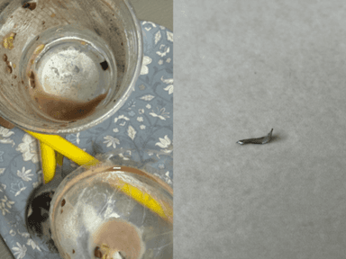 "삼켰다면 내장 천공 우려"…메가커피 '팥빙젤라또' 이물질 논란