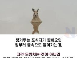만약 <strong>캥거루</strong>가 물 속에서 있으면 큰일나는 이유...ㄷㄷㄷ