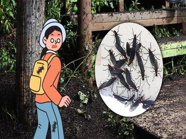 이제는 공포…러브버그 대량출몰, 한반도 벌레 습격 예고편?