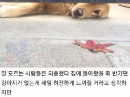 강아지가 무지개 다리를 건너고.. <strong>일상</strong>생활하다 문득 울음이 나오는 순간