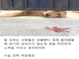 강아지가 무지개 다리를 건넌 후 <strong>일상</strong>생활하다 문득 울음 터지는 순간