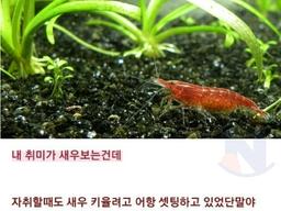 알고나면 소름끼치는 '<strong>새우</strong>어항'의 위험성...ㄷㄷㄷ