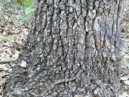 <strong>산</strong>에서 뱀을 조심해야 하는 이유