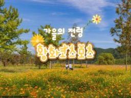 가을꽃의 전령사 황화 코스모스, 9월 국내 여행지 추천