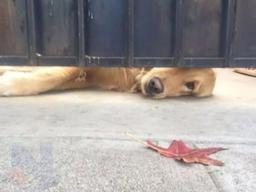 강아지가 무지개 다리를 건너고.. <strong>일상</strong>생활하다 문득 울음이 나오는 순간