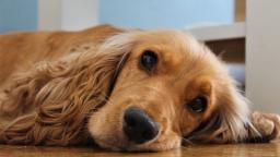 "괜찮을 줄 알았는데..." 나도 모르게 매일 <strong>반려견</strong> 수명 줄이고 있었던 '이 행동들'