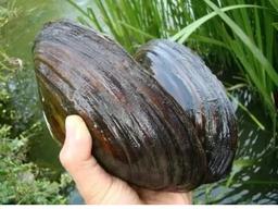 <strong>독</strong>은 없지만 살면서 딱 1번만 먹을 수 있다는 음식