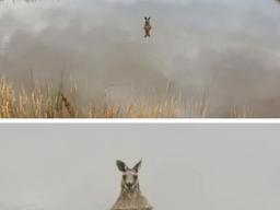 만약 캥거루가 <strong>물</strong> 속에서 있으면 큰일나는 이유