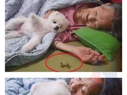 할머니 밥 안 드신다고 자기 사료 물고온 <strong>강아지</strong>