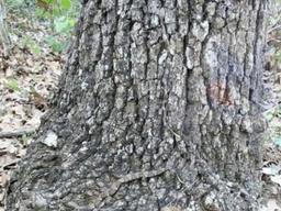 <strong>산</strong>에서 뱀을 조심해야 하는 이유..