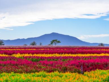 꽃을 수놓은 평원, 철원 고석정 꽃밭