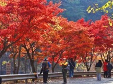 "58년 만에 드디어 열린다"… 11월부터 전면 무료 개방되는 27만 평 비밀의 숲