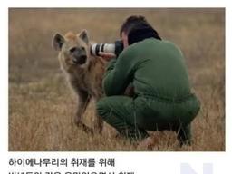 <strong>하이에나</strong> 우두머리에게 인정받은 기자ㄷㄷㄷ