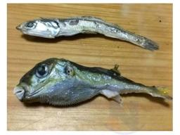 말린 <strong>멸치</strong> 사이에 섞여있는 졸복에는 독이 있을까?