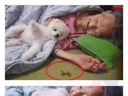 할머니 밥 <strong>안</strong> 드신다고 자기 사료 물고온 강아지