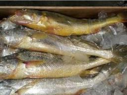 참조기로 말린 <strong>굴비</strong>는 옛말, 이젠 중국산 부세가 대세