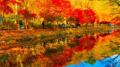 "등산 없이 이런 절경을?"… 내장산 부럽지 않은 5km 평지 가을 단풍 명소