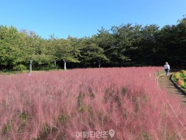 "서울은 지금부터 절정입니다" 분홍빛 물결을 걸을 수 있는 서울 핑크뮬리 명소