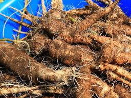 "1kg에 20만 원이라니"... 가을 산에서 캐면 대박 난다는 '이 뿌리' 정체