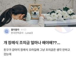 <strong>강아지</strong> 장레식 조의금 액수 논란