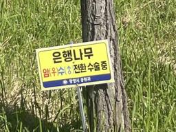 “지금은 性전환 중입니다”… 은행나무, 거리의 젠더 논쟁