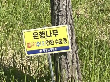 “지금은 性전환 중입니다”… 은행나무, 거리의 젠더 논쟁