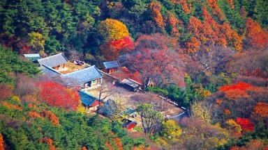 “여긴 그냥 ‘한국판 교토’입니다”… 단풍과 사찰의 완벽 조합 만나는 무료 가을 명소