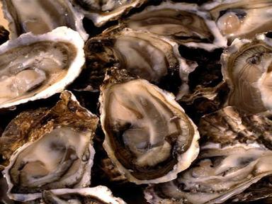 최만순의 약이 되는 K-푸드…겨울 굴, 바다가 알려준 생존법