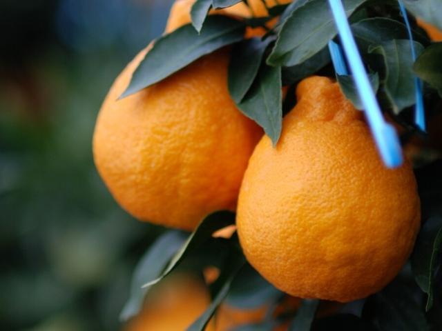 암세포 싹 잡아줍니다… 12월에 꼭 먹어야 할 제철 음식 TOP 3