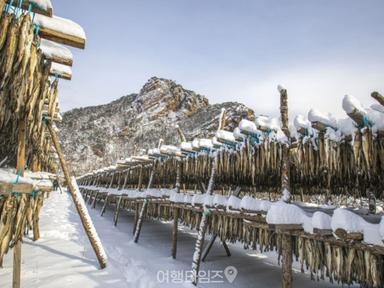 "황태가 이렇게 만들어지네요" 수만 마리 명태를 황태로 만드는 겨울 이색 마을 여행지